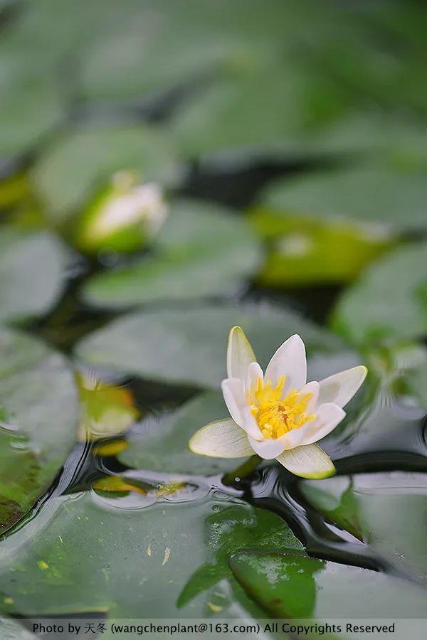 原来睡莲的每一朵花都会开三天——四种适合最家养的微型睡莲推荐！