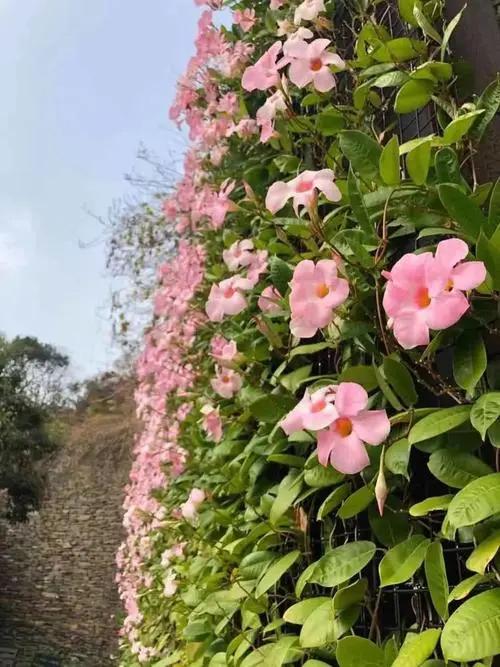 园林常用10种藤本植物，开花如瀑布！看看你家适不适合