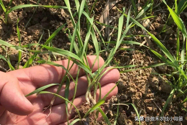 麦地里的节节麦杂草难防治？选对药物、找准时机、用对方法并不难