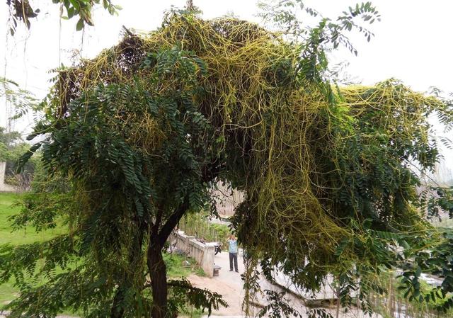 植物界的“吸血鬼”菟丝子的危害及防治介绍