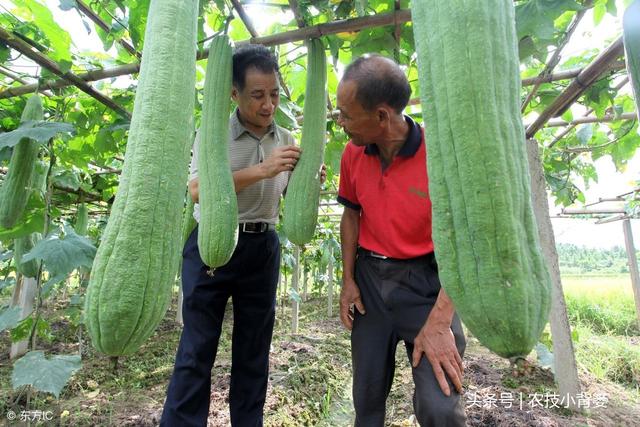 学会这些种植方法，丝瓜高产优收很轻松！