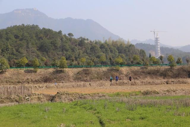 春天里湖北武穴佛手山药播种忙