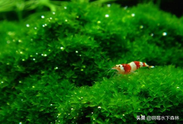 原来水族馆的高价商品竟是它 从零开始学造景之基础水草莫斯介绍