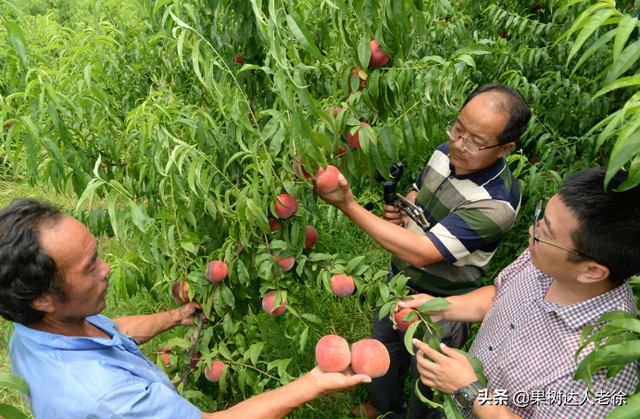 桃树栽培管理学问多，学习了解这些错，避免一错再错伤心多