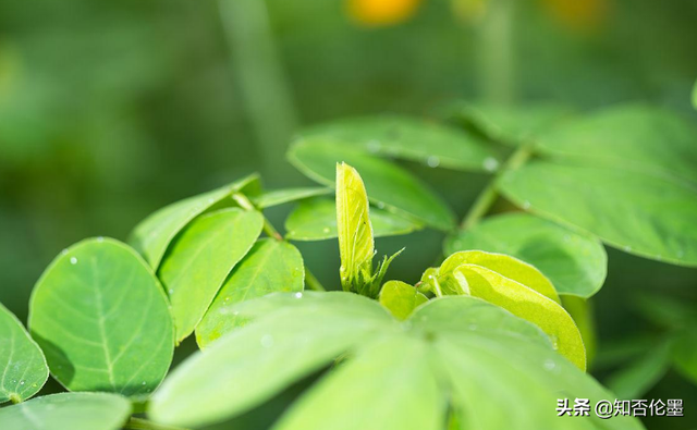 在农村，种什么药材“时间短又效益高”？这几个一年就可以卖钱