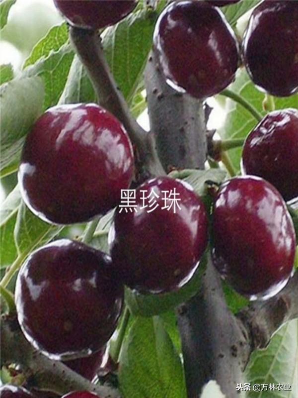 种植大樱桃什么时间种植最好、大樱桃适应性怎么样