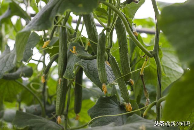 大棚秋延后黄瓜，种植户掌握这些栽培技术，确保后期优质高产