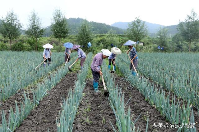 怎样让大葱的葱白更粗更长、产量品质更好？告诉你9个种植技巧