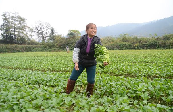 菜心科学种植方法，播种下去之后，40多天就能吃上