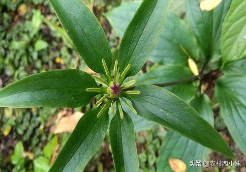 七叶一枝花种植技术