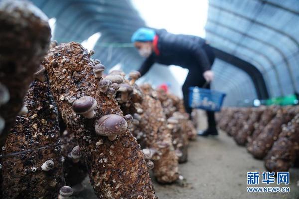 河北临城：香菇种植助力山区农民增收