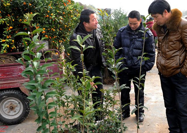 栽种果树选择春季，还是秋季？清楚这4点，果树栽种选择最佳时间