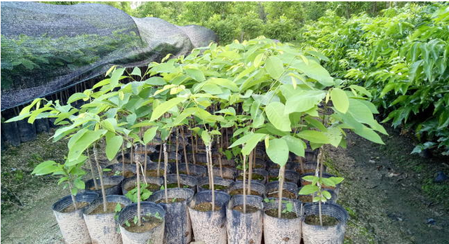 “高端水果”释迦果，价格昂贵，种植需要注意这6点