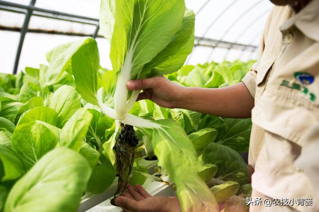 蔬菜水培并不难，掌握种植技巧很简单：如何才能种好水培蔬菜？