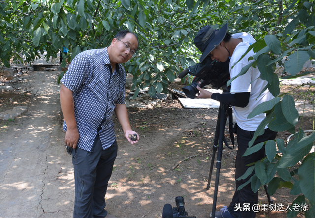 每年核桃都腐烂严重，什么原因引起，怎么防治比较好呢