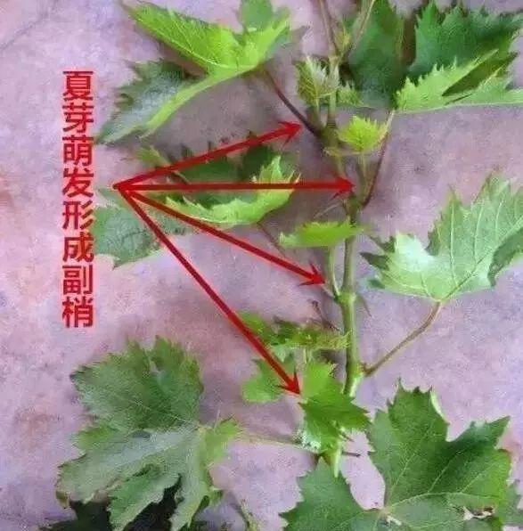 第一年种葡萄，该怎么管理？讲讲第一年种葡萄的6个管理关键点