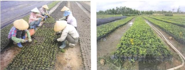 野生黄花梨已近灭绝，如何人工种植海南黄花梨？