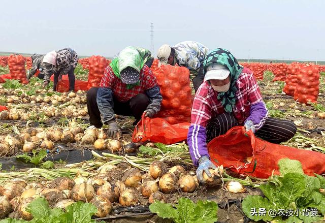 农民怎样才能种出又大又好的洋葱？种植洋葱时注意这5点