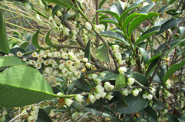 分享14种蜜源的泌蜜情况，养蜂的重中之重