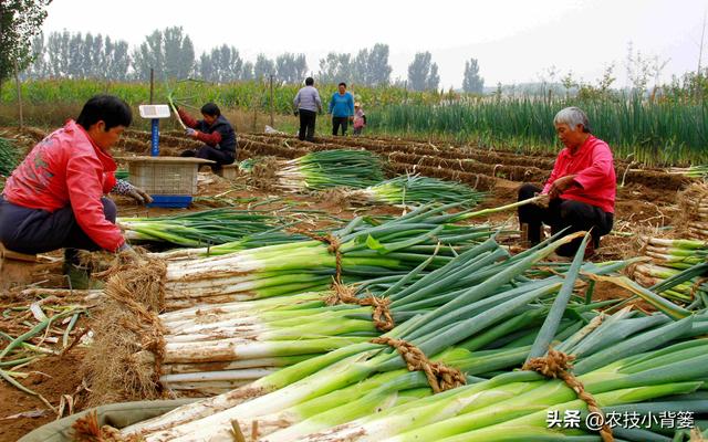 怎样让大葱的葱白更粗更长、产量品质更好？告诉你9个种植技巧