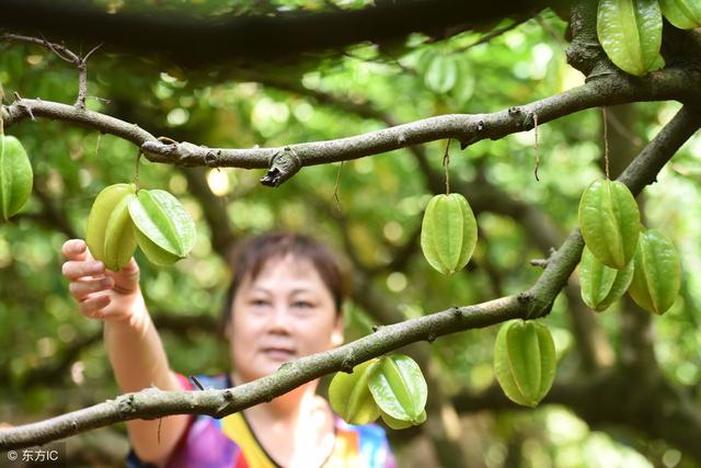 杨桃怎样种个大又不酸？试试果农多年的种植经验，绝对高产味甜