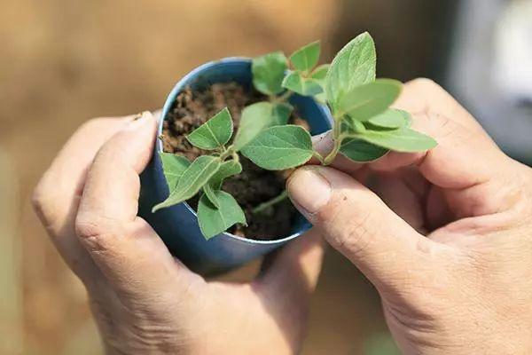 金银花的扦插、播种和开花结果，种家里天天闻着香味