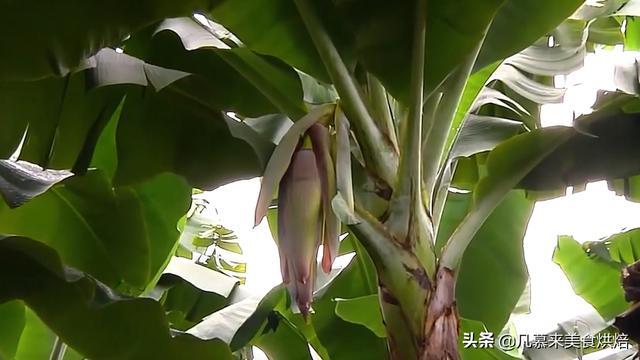 香蕉是如何种出来的？从育苗到收获，揭秘香蕉种植的全过程