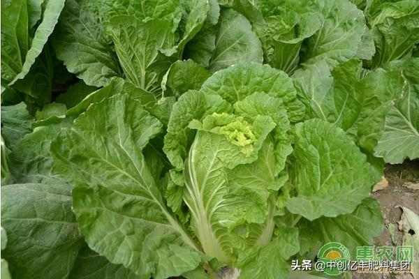 春季种植小白菜掌握这五个要点，才能高产高质量