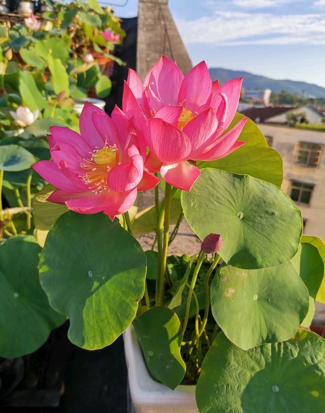 莲花界的“迷你”品种—碗莲，植株不大，花朵很美，阳台也能养