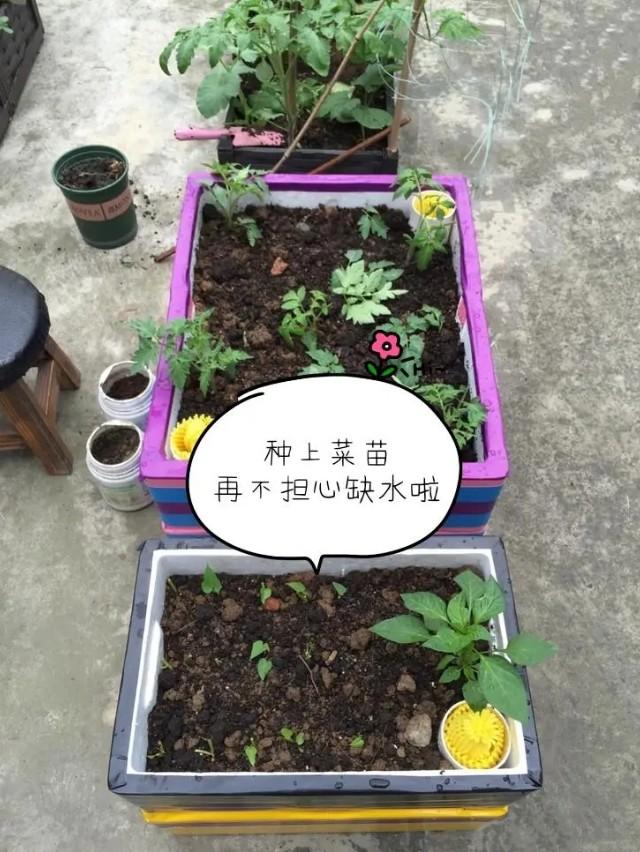 乐夕：楼顶阳台种菜，试试这样自制免浇灌种菜箱，一个月不用浇水