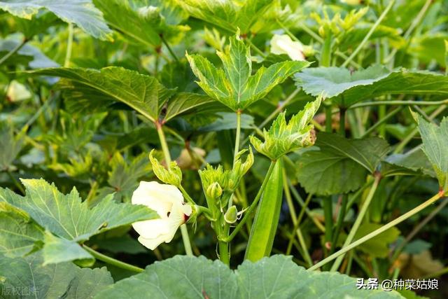 精心整理22种蔬菜的种植时间和适宜温度，开春就能用上，快收藏吧