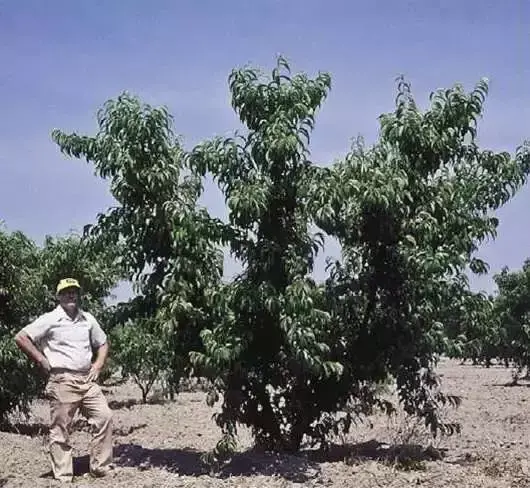 桃树v字形种植方法(这样种桃树才是科学)