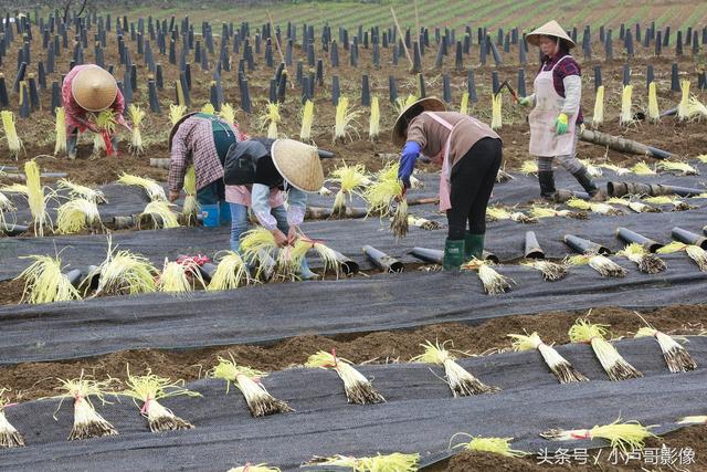 韭黄是如何种出来的你知道吗？小卢哥实拍韭黄种植