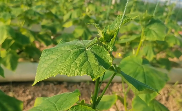 夏季种植黄瓜，做好促根养根，防早衰提产量，方法很关键