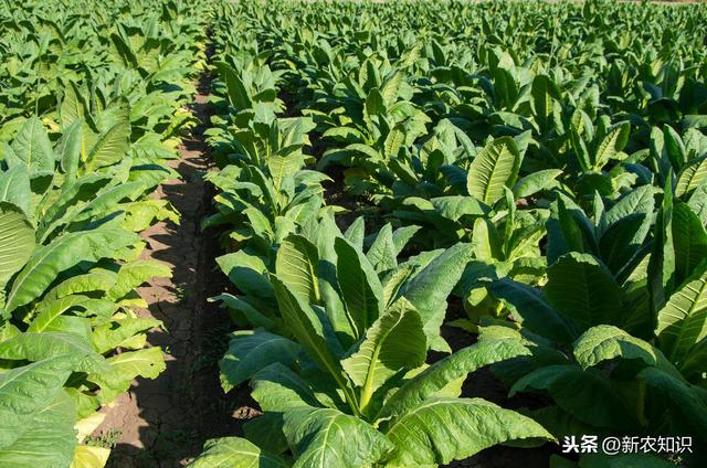 烤烟高质量栽培技术，种植户不要错过，加快农民脱贫致富步伐