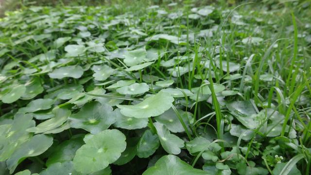 种植金钱草的方法与技巧