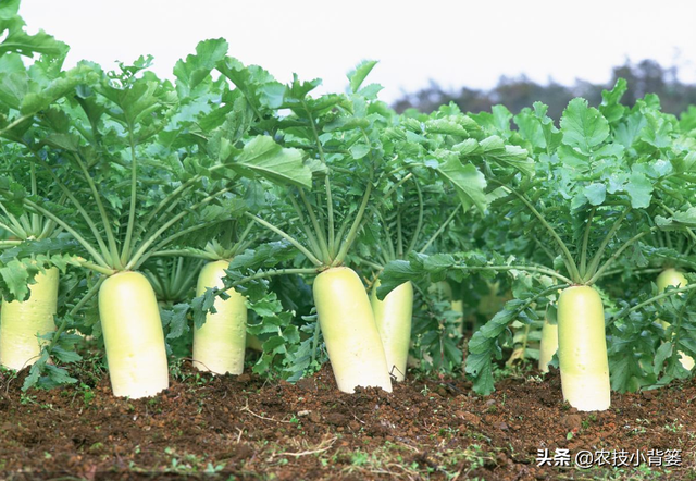 萝卜种植只要用好这2招，每亩能够多收两三成