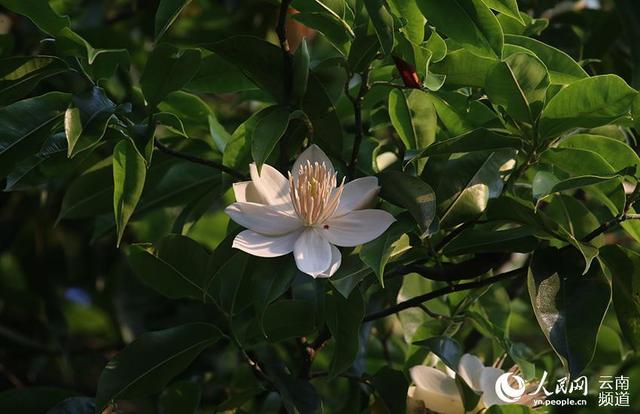 花开云南 艳惊世界：云南八大名花之木兰花