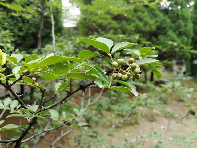 花椒树的养殖方法和注意事项