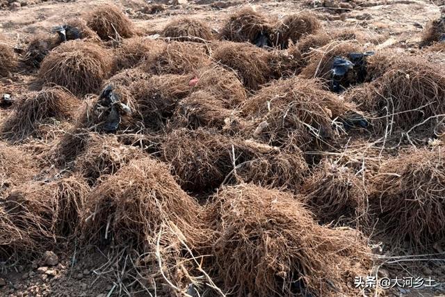 3年前种苍术，邻居劝我家少种点，谁知遇到好行情预计能挣60万