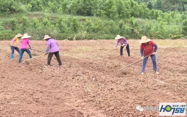 德庆紫淮山种植为农民增收带来希望