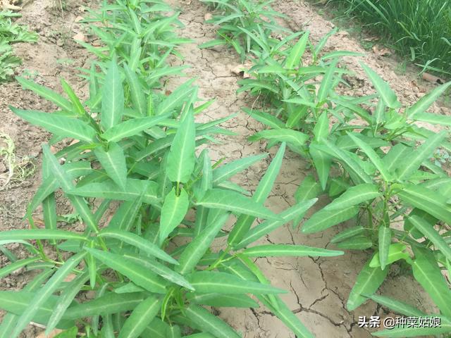 夏季想种叶菜，害怕长不好，试试这3种，天气越热长得越旺盛