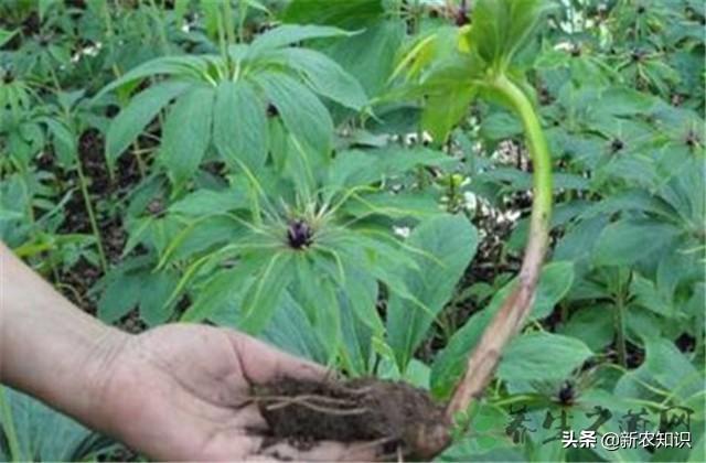 重楼栽培技术详解，想种植或者已种植的农户，可多参考参考