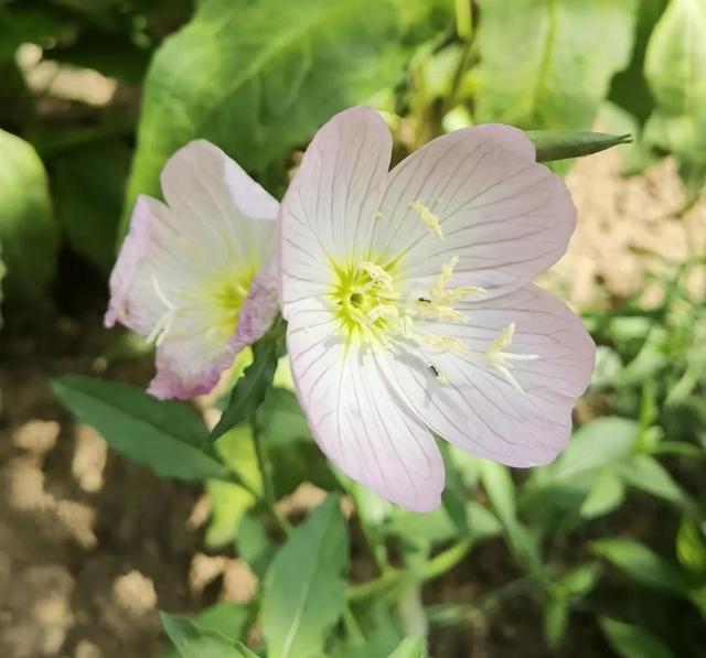 我的花草日记——看图写画，记录今天院子里默默绽放的花花草草