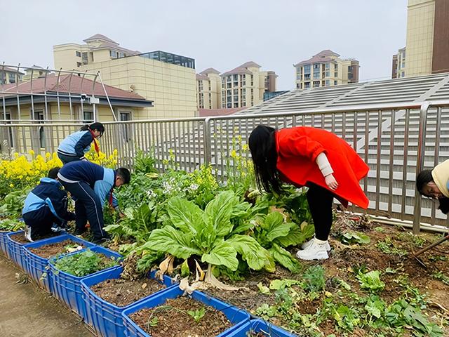 种植季，成都市熊猫路学子播下希望的种子，收获成长的快乐