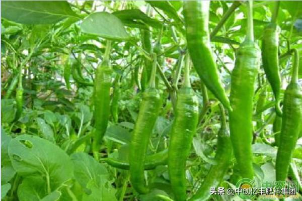 露地辣椒的种植时间和栽培技术