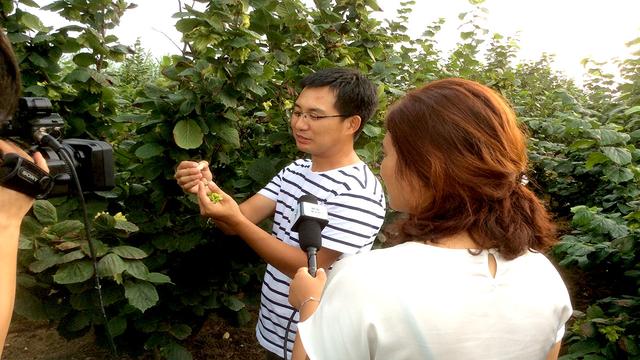 大榛子种植技术｜前景、适宜种植地区、好管理吗