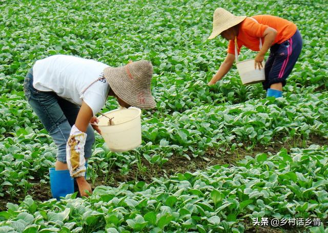 10分钟教会你掌握种菜的核心技术，长势和产量全靠这，太实用