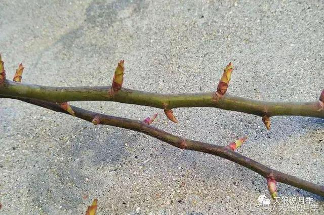 让龙沙宝石开出300朵花的种植秘籍