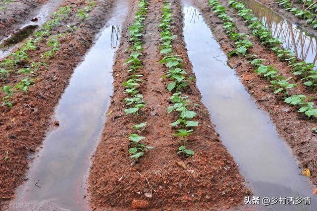 4月份种植和移栽蔬菜？上旬好还是中下旬好？要分清前后和早晚